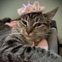 Thumbnail photo of Caprese #1