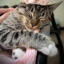 Thumbnail photo of Caprese #2