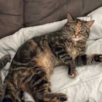 Thumbnail photo of Tinkerbell #4