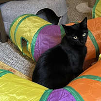 Thumbnail photo of Carl (25-154 C) #1