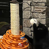 Thumbnail photo of Carl (25-154 C) #3