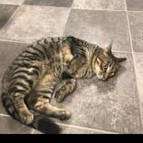 Thumbnail photo of Snickers #1