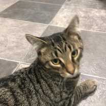 Thumbnail photo of Snickers #2