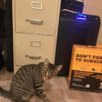 Thumbnail photo of Snickers #3