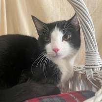 Thumbnail photo of Esther #2