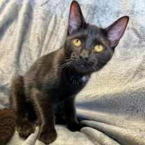 Thumbnail photo of Mystique #3