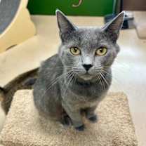 Thumbnail photo of Baby Cakes #1