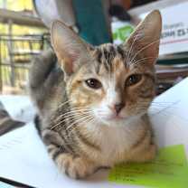 Thumbnail photo of Tupelo #1