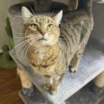 Thumbnail photo of Bella #1