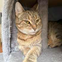 Thumbnail photo of Bella #2