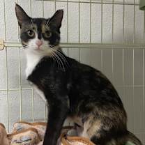 Thumbnail photo of Daisy #1