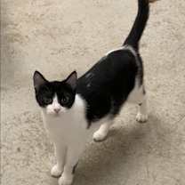 Thumbnail photo of Fern #2