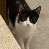 Thumbnail photo of Fern #3