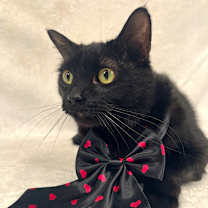 Thumbnail photo of Spooky #2