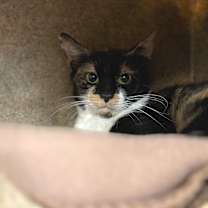 Thumbnail photo of Mariposa-Foster #2