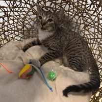 Thumbnail photo of Millie fka Alison Krauss #2