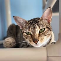 Thumbnail photo of Rowan #4