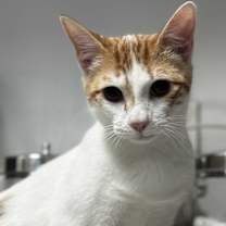 Thumbnail photo of Apuki #1