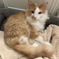 Thumbnail photo of Tony #4