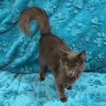 Thumbnail photo of Sealy #3