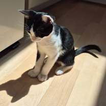 Thumbnail photo of Oreo #3