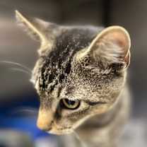 Thumbnail photo of Tigress #2