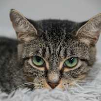 Thumbnail photo of Boo #2