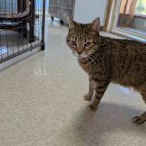 Thumbnail photo of Meeko #3