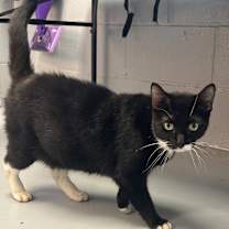 Thumbnail photo of Abracadabra #1