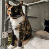 Thumbnail photo of Gemma #3