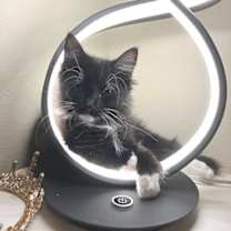 Thumbnail photo of Socks  #3