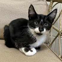 adopt-pet