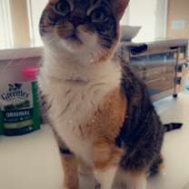 Thumbnail photo of Pumpkin #2