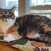 Thumbnail photo of Pumpkin #4