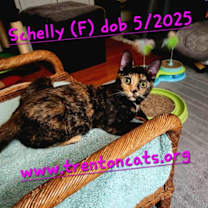 Thumbnail photo of Schelly #1