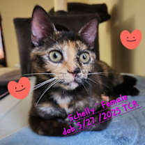 Thumbnail photo of Schelly #3