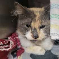 Thumbnail photo of Violet *Off site* #1