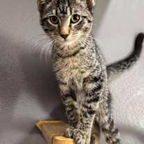 Thumbnail photo of Finn #1