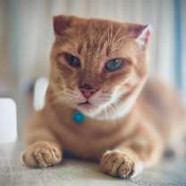 Thumbnail photo of Nugget  #2