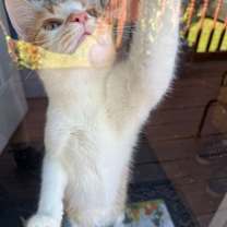 Thumbnail photo of Gingi #3