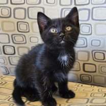 Thumbnail photo of Elbow #2