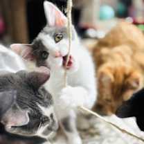 Thumbnail photo of Delilah #2