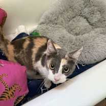 Thumbnail photo of Lucille Luvbug #2