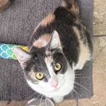 Thumbnail photo of Lucille Luvbug #4