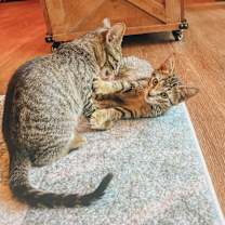 Thumbnail photo of Guac 2182 #4