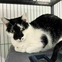 Thumbnail photo of Patches #1