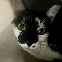 Thumbnail photo of Patches #2