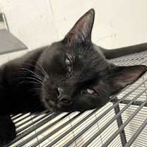 Thumbnail photo of Shadow #1