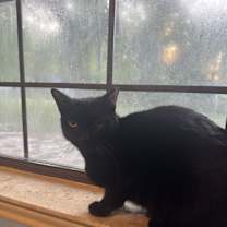 Thumbnail photo of Licorice #2