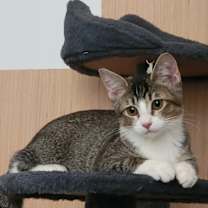 Thumbnail photo of Pixie #2